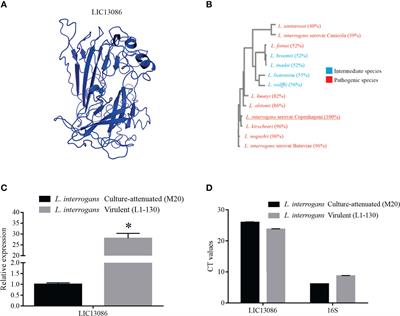 A Novel Leptospira interrogans Protein LIC13086 Inhibits Fibrin Clot Formation and Interacts With Host Components